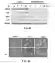 Fig. 16 - METHODS AND MATERIALS FOR MODULATING DEUBIQUITINASES AND UBIQUITINATED POLYPEPTIDES