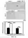 Fig. 25 - METHODS AND MATERIALS FOR MODULATING DEUBIQUITINASES AND UBIQUITINATED POLYPEPTIDES
