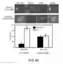 Fig. 27 - METHODS AND MATERIALS FOR MODULATING DEUBIQUITINASES AND UBIQUITINATED POLYPEPTIDES