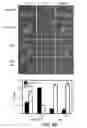 Fig. 28 - METHODS AND MATERIALS FOR MODULATING DEUBIQUITINASES AND UBIQUITINATED POLYPEPTIDES
