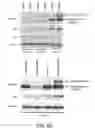 Fig. 29 - METHODS AND MATERIALS FOR MODULATING DEUBIQUITINASES AND UBIQUITINATED POLYPEPTIDES