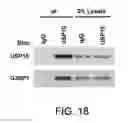 Fig. 41 - METHODS AND MATERIALS FOR MODULATING DEUBIQUITINASES AND UBIQUITINATED POLYPEPTIDES