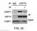 Fig. 44 - METHODS AND MATERIALS FOR MODULATING DEUBIQUITINASES AND UBIQUITINATED POLYPEPTIDES
