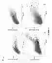 Fig. 09 - High throughput selection of specific cell binding and lytic polypeptides