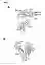 Fig. 09 - ALBUMIN VARIANTS