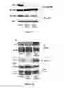 Fig. 12 - HSP90 inhibitors with modified toxicity