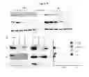 Fig. 41 - HSP90 COMBINATION THERAPY