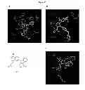 Fig. 52 - HSP90 COMBINATION THERAPY