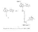 Fig. 56 - HSP90 COMBINATION THERAPY