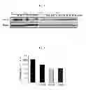 Fig. 03 - Pharmaceutical composition with enhanced efficacy for inhibiting angiogenesis