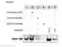 Fig. 07 - PARP-1 INHIBITORS