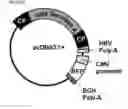 Fig. 08 - PARP-1 INHIBITORS