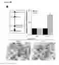 Fig. 12 - PARP-1 INHIBITORS