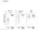 Fig. 17 - PARP-1 INHIBITORS
