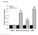 Fig. 18 - PARP-1 INHIBITORS