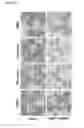 Fig. 19 - PARP-1 INHIBITORS