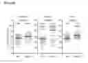Fig. 23 - PARP-1 INHIBITORS