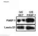 Fig. 25 - PARP-1 INHIBITORS