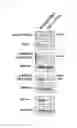 Fig. 03 - APOPTOSIS-INDUCING AGENT
