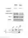 Fig. 05 - APOPTOSIS-INDUCING AGENT