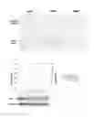 Fig. 08 - APOPTOSIS-INDUCING AGENT