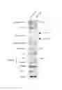 Fig. 09 - APOPTOSIS-INDUCING AGENT