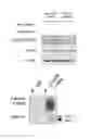 Fig. 10 - APOPTOSIS-INDUCING AGENT