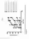 Fig. 08 - EXON SKIPPING COMPOSITIONS FOR TREATING MUSCULAR DYSTROPHY