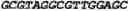 Fig. 06 - Double-stranded nucleic acid molecule for gene expression control