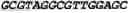 Fig. 07 - Double-stranded nucleic acid molecule for gene expression control