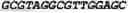 Fig. 22 - Double-stranded nucleic acid molecule for gene expression control