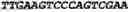 Fig. 35 - Double-stranded nucleic acid molecule for gene expression control