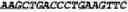 Fig. 37 - Double-stranded nucleic acid molecule for gene expression control