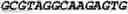 Fig. 40 - Double-stranded nucleic acid molecule for gene expression control