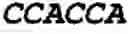 Fig. 43 - Double-stranded nucleic acid molecule for gene expression control