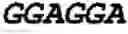 Fig. 49 - Double-stranded nucleic acid molecule for gene expression control