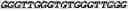 Fig. 63 - Double-stranded nucleic acid molecule for gene expression control
