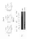 Fig. 71 - Methods and compositions for the specific inhibition of met by double stranded RNA