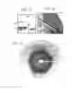 Fig. 02 - METHOD FOR THE HUMANIZATION OF ANTIBODIES AND HUMANIZED ANTIBODIES THEREBY OBTAINED