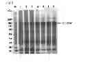 Fig. 02 - Method of antibody purification