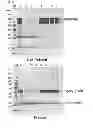 Fig. 03 - Method of antibody purification
