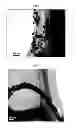 Fig. 05 - Method of preparing carbon nanotube composite surface having metal particles