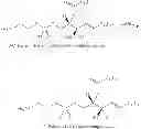 Fig. 47 - METHODS FOR THE SYNTHESIS OF SPHINGOMYELINS AND DIHYDROSPHINGOMYELINS