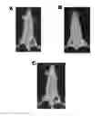 Fig. 01 - Antibodies to TIP-1