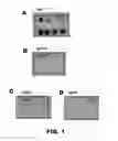 Fig. 02 - Antibodies to TIP-1