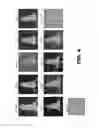 Fig. 07 - Antibodies to TIP-1