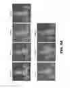Fig. 08 - Antibodies to TIP-1