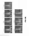 Fig. 09 - Antibodies to TIP-1