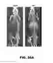 Fig. 43 - Antibodies to TIP-1