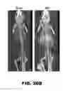 Fig. 44 - Antibodies to TIP-1